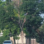 Tree/Branch Damage - Public Property at 970 Hooke Road NW