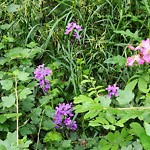 Noxious Weeds - Public Property at 32 Wedgewood Crescent NW