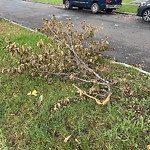 Tree/Branch Damage - Public Property at 11411 90 Street NW