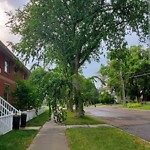 Overgrown Trees - Public Property at 9059 95 Street NW