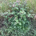 Noxious Weeds - Public Property at 4505 156 Street NW