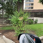 Tree/Branch Damage - Public Property at 9929 Saskatchewan Drive NW