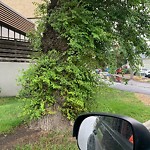 Overgrown Trees - Public Property at 9929 Saskatchewan Drive NW