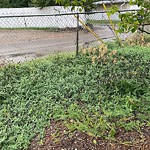 Noxious Weeds - Public Property at 9260 58 Street NW