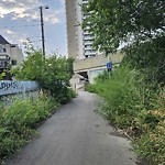 Overgrown Trees - Public Property at 8648 108 Street NW