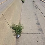 Noxious Weeds - Public Property at 8810 Yellowhead Trail NW