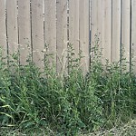 Noxious Weeds - Public Property at 949 Burrows Cres Nw, Edmonton T6 R 2 L3