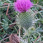 Noxious Weeds - Public Property at 3967 Ginsburg Cres Nw, Edmonton T5 T 4 V1