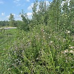 Noxious Weeds - Public Property at 136 Grandisle Way NW