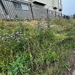 Noxious Weeds - Public Property at 11104 30 Ave Sw, Edmonton T6 W 1 A8