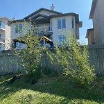 Noxious Weeds - Public Property at 318 Ozerna Road NW