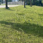 Park Grass Maintenance at 1311 115 Street NW