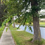 Overgrown Trees - Public Property at 10235 84 Street NW