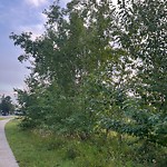 Overgrown Trees - Public Property at 11515 113 Avenue NW