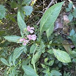 Noxious Weeds - Public Property at 10012 91 Ave Nw, Edmonton T6 E 2 V1