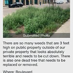 Noxious Weeds - Public Property at 10101 111 Street NW