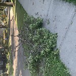 Tree/Branch Damage - Public Property at 10732 122 St NW