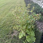 Noxious Weeds - Public Property at 3025 151 Avenue NW