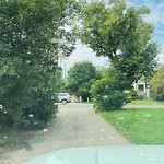 Overgrown Trees - Public Property at 11831 50 Street NW