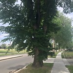 Overgrown Trees - Public Property at 10119 84 Street NW