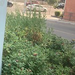 Noxious Weeds - Public Property at 11010 Jasper Avenue NW