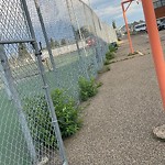 Noxious Weeds - Public Property at 6110 95 Avenue NW