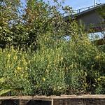 Noxious Weeds - Public Property at 9812 96 A Street NW