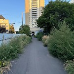 Noxious Weeds - Public Property at 8644 108 Street NW