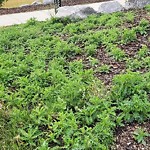 Noxious Weeds - Public Property at 6903 Johnnie Caine Way NW