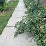 Noxious Weeds - Public Property at 2440 Kelly Circle SW