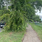 Overgrown Trees - Public Property at 11603 85 Street NW