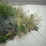 Noxious Weeds - Public Property at 4716 115 Street NW