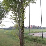 Overgrown Trees - Public Property at 5493 Windermere Blvd Sw, Edmonton T6 W 0 L8