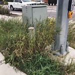 Noxious Weeds - Public Property at 7515 83 Street NW