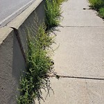 Noxious Weeds - Public Property at 12135 Mount Lawn Road NW