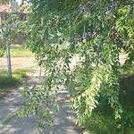 Overgrown Trees - Public Property at 3506 41 B Avenue NW