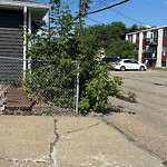 Overgrown Trees - Public Property at 13309 128 Street NW