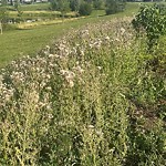 Noxious Weeds - Public Property at 21732 80 Avenue NW