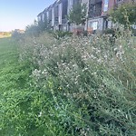 Noxious Weeds - Public Property at 21732 80 Avenue NW