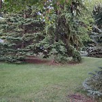 Overgrown Trees - Public Property at 12037 43 St Nw, Edmonton, Ab T5 W 2 P7, Canada