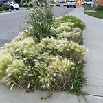 Noxious Weeds - Public Property at 2362 Glenridding Boulevard SW