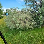 Tree/Branch Damage - Public Property at 3032 Granville Drive NW