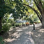 Overgrown Trees - Public Property at N53.53 E113.53