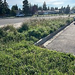 Noxious Weeds - Public Property at 4220 111 Street NW