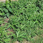 Noxious Weeds - Public Property at 2044 Hilliard Pl NW