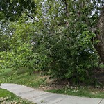 Overgrown Trees - Public Property at 11519 73 Ave Nw, Edmonton T6 G 0 E2