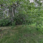 Tree/Branch Damage - Public Property at Belgravia Park, 11507 74 Ave Nw, Edmonton T6 G 0 G1