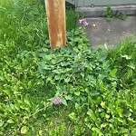 Noxious Weeds - Public Property at 10992 72 Avenue NW