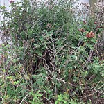 Noxious Weeds - Public Property at 16204 81 Street NW