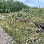 Tree/Branch Damage - Public Property at 228 Charlesworth Drive SW